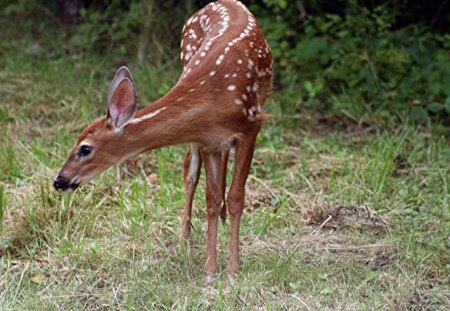 *** A deer in a clearing *** - polana, jelenie, jelen, zwierzeta