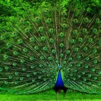 Gorgeous Peacock