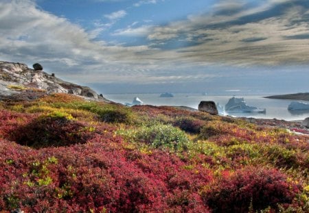 beautiful floral rocky cost in greenland - flowers, clouds, coast, icebergs, sea, rocks