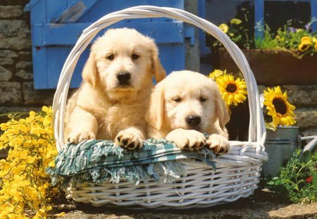 Puppies in basket