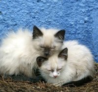 *** Ragdoll kittens ***