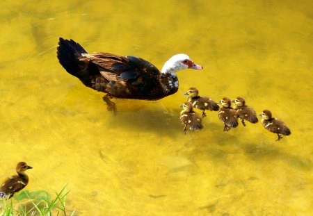 Caring the family - family, nature, bird, mother