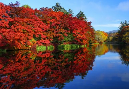 Autumn reflections - reflections, leaves, calmness, shore, riverbank, red, lake, sky, clouds, falling, mirrored, fall, colorful, river, nature, tranquility, autumn, serenity, foliage