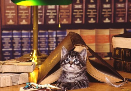 kitty in the library - library, animals, kitty, cat