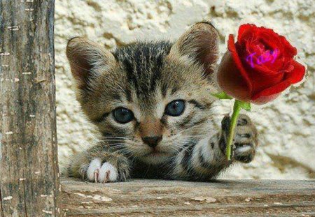 kitty with red rose - cat, animals, kitty, red rose