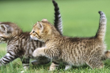 walking kittens - walking, cats, kittens, animals