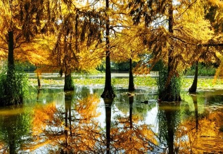 Autumn trees in pond - pretty, calm, tranquil, stream, grass, reflection, leaves, waters, lake, nice, falling, beautiful, pond, lakeshore, fall, river, nature, green, autumn, serenity, foliage, park