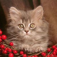 Surprised Kitty