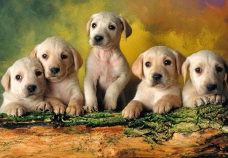 Cute labradors - animal, look, five, beautiful, photo, sweet, labradors, buddies, adorable, puppies, friends, lovely, dog