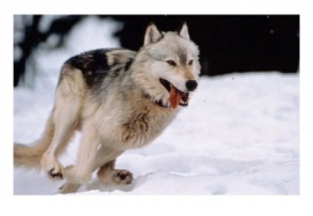 Galloping Wolf - winter, nature, wolf, snow, galloping, animals