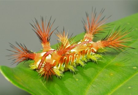 *** Caterpillar *** - gasienica, pomaranczowa, natura, owady