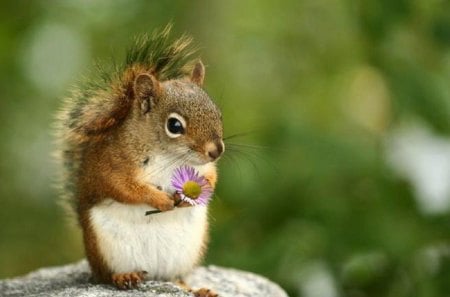 A flower for you..... - flower, squirrel, animals, rodents