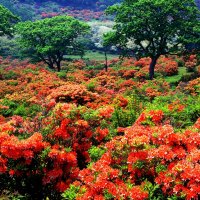 Gorgeous Flowers of Japan