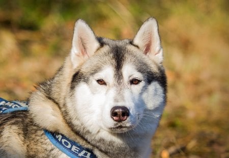 *** Syberian Husky *** - pies, zwierzeta, husky, psy, syberian