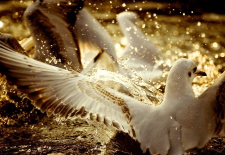 Beautiful Birds - white birds, animals, beautiful, water, birds