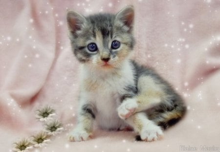 LITTLE KITTY - cute, cat, pink, kitten