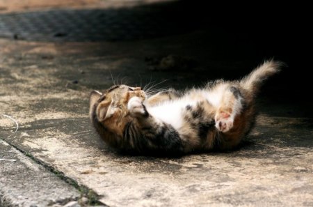 Just Lying Around... - cute, cat, animals, kitty