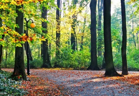 Forest - greenery, pretty, trees, summer, foest, beautiful, road, lovely, leaves, path, fresh, nature, autumn, nice, foliage