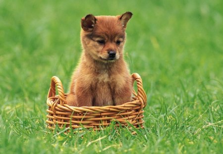 Cute puppy in a basket - animal, cute, puppy, basket, dog, grass