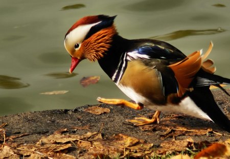 Pretty bird - animal, pretty, bird, fly