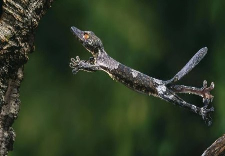 Leaping Lizard! - lizard, animal, gecko, reptile