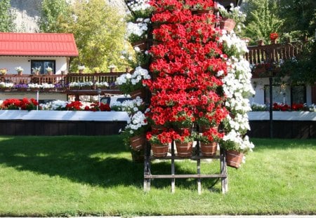 My Garden - flowers, trees, white, garden, red, green, photography, grass