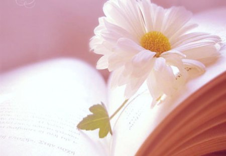 F for Flower - white, book, pure, flower