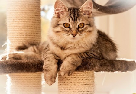 Resting fluffy cat - relax, paws, sweet, rest, cat, fluffy, kitten, cute, adorable, kitty