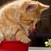 Playing kitty