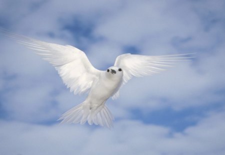 Serenity - dove, animals, wallpaper, serenity, white dove, white, hd, nature, birds