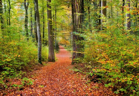 Path in the Forest - autumn colors, splendor, grass, forest, walk, leaves, path, view, autumn splendor, pathway, woods, trees, beautiful, autumn walk, beauty, lovely, tree, carpet of leaves, fall, nature, autumn, autumn leaves, leaf, peaceful