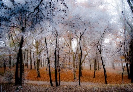 Trees - white, trees, forest, nature