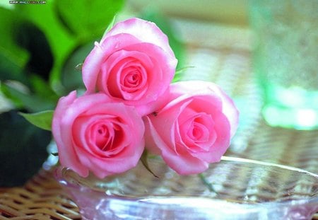 pink valentine rose - flower, lovely, pink, valentine