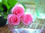 pink valentine rose