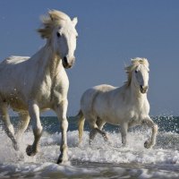 Camargue horses running in the surf