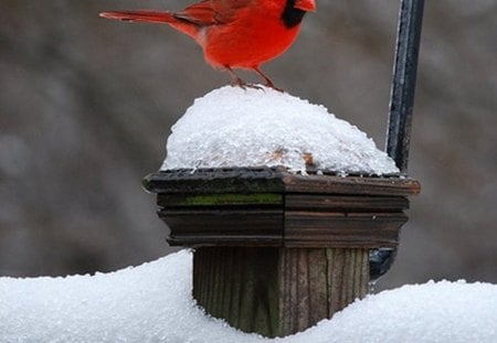 Winter - chimney, bird, winter, red, snow, beauty