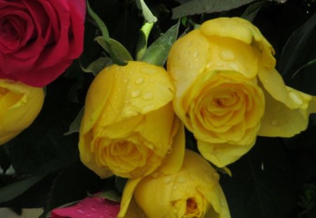 Yellow Tears - roses, flowers, petals, flora