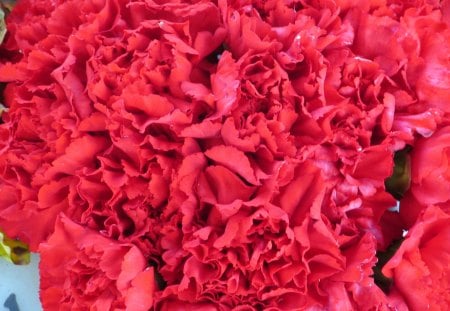 Scarlet Abundance - flowers, flora, plants, carnations