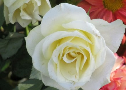 White Rose Angel - flowers, plants, roses, petals