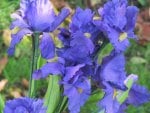 Purple Iris