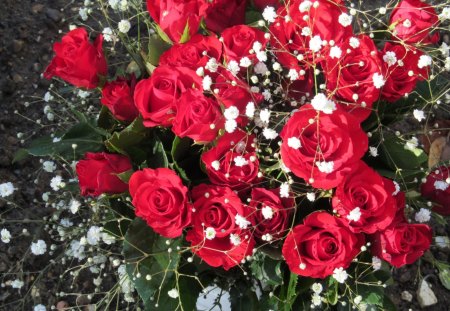 Red ,Red,Rose - roses, plants, blooms, flora