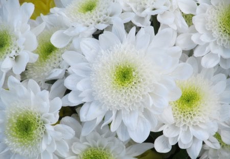 Pure White - blooms, flowers, flora, plants