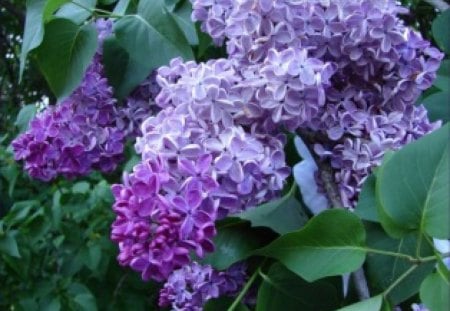 PICTURE OF SPRING - nature, lilacs, pretty, spring