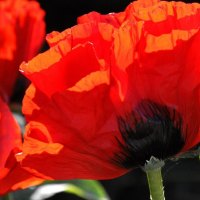 *** Red poppy flower ***