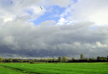 Tranquility - fields, sky, trees, field, nature, white, blue, clouds, green, tree, grass