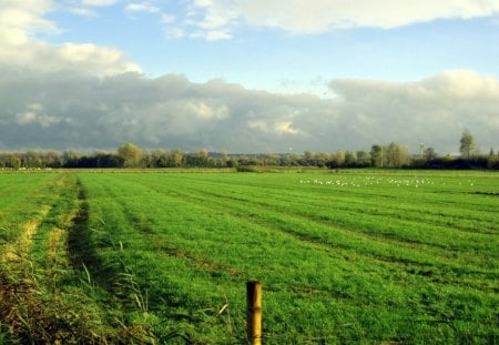 Countryside - fields, sky, trees, rain, field, path, nature, white, blue, clouds, green, tree, grass, birds