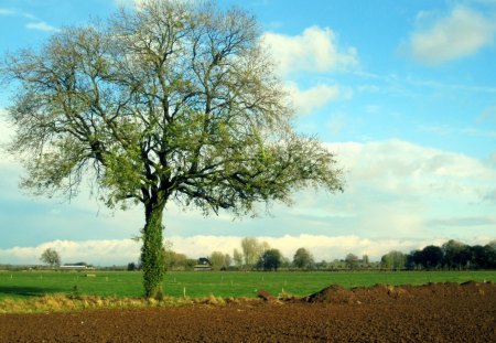 End of summer - clouds, blue, fields, brown, tree, fall, nature, autumn, green, sky