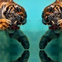 Tiger Reflection