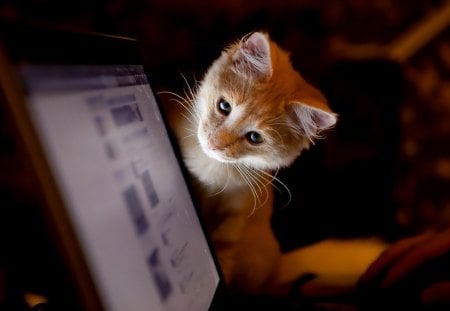 Laptop Cat - computer, looking, domestic, kitten