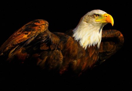 Majestic Eagle - big, predator, bold, eagle